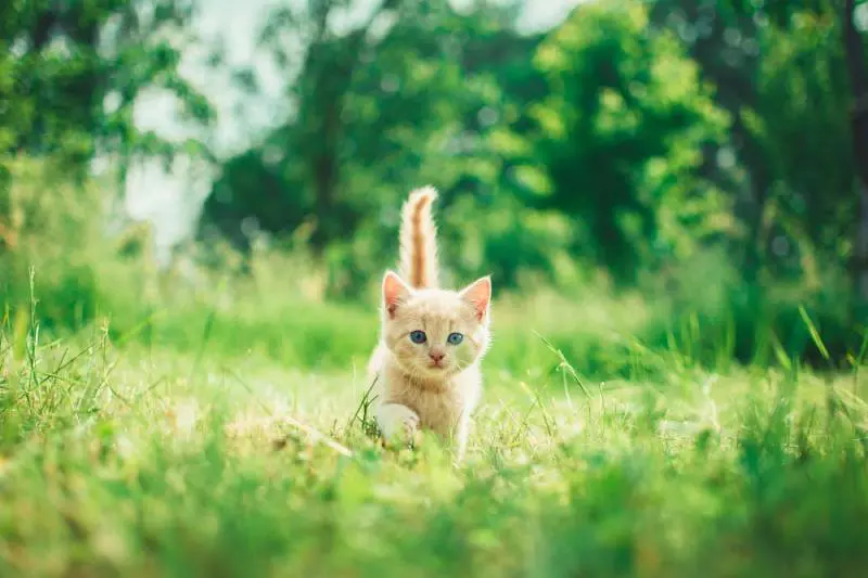 A cat is walking in the grass near trees.