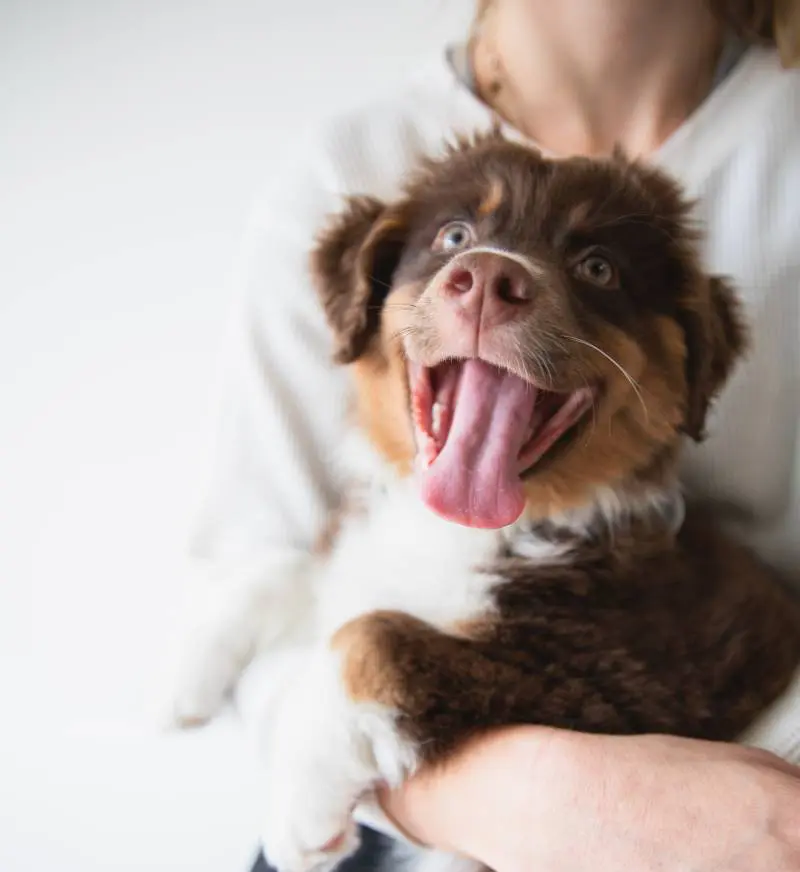 A person holding a dog with its tongue out.