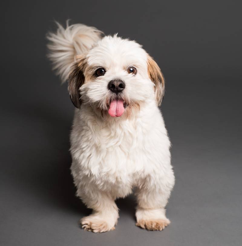 A small white dog with long hair on its head.