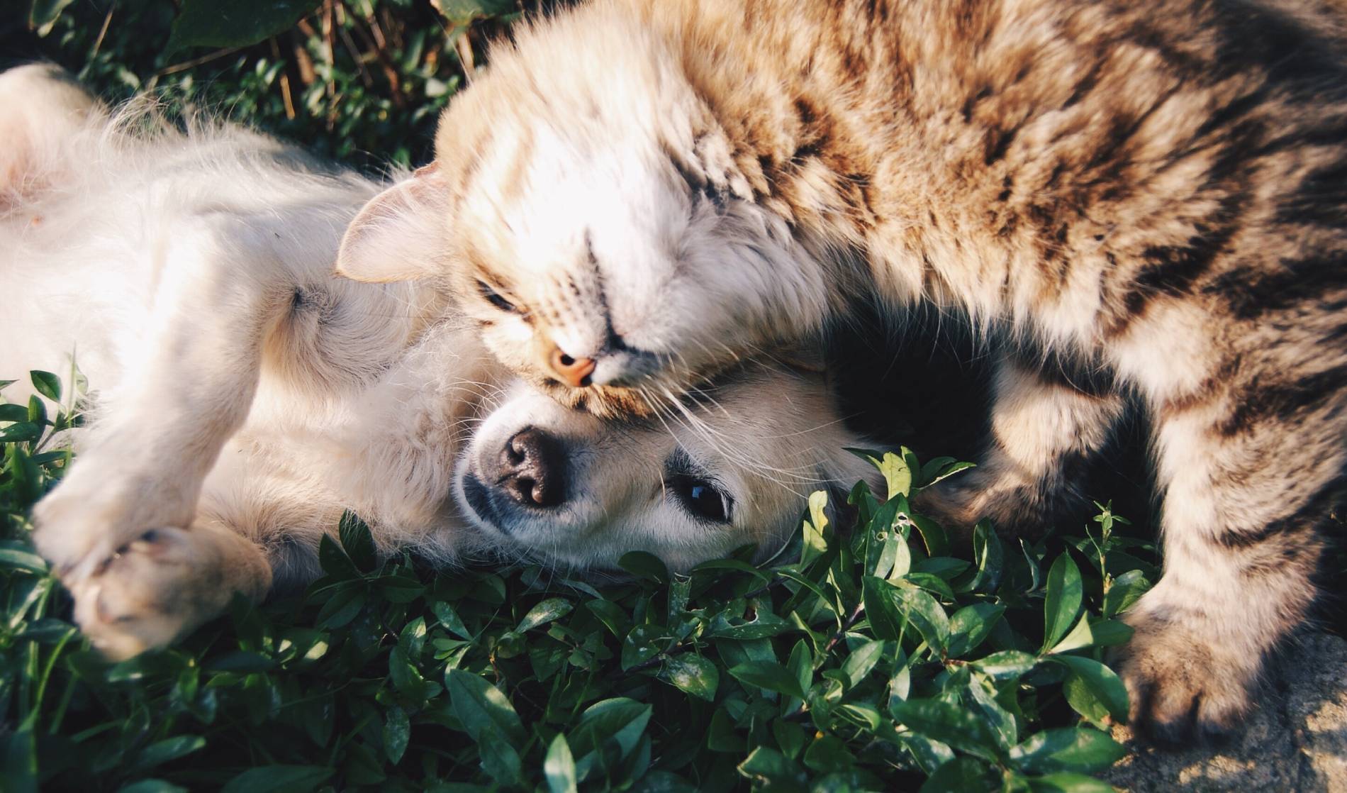 A cat and dog laying in the grass.