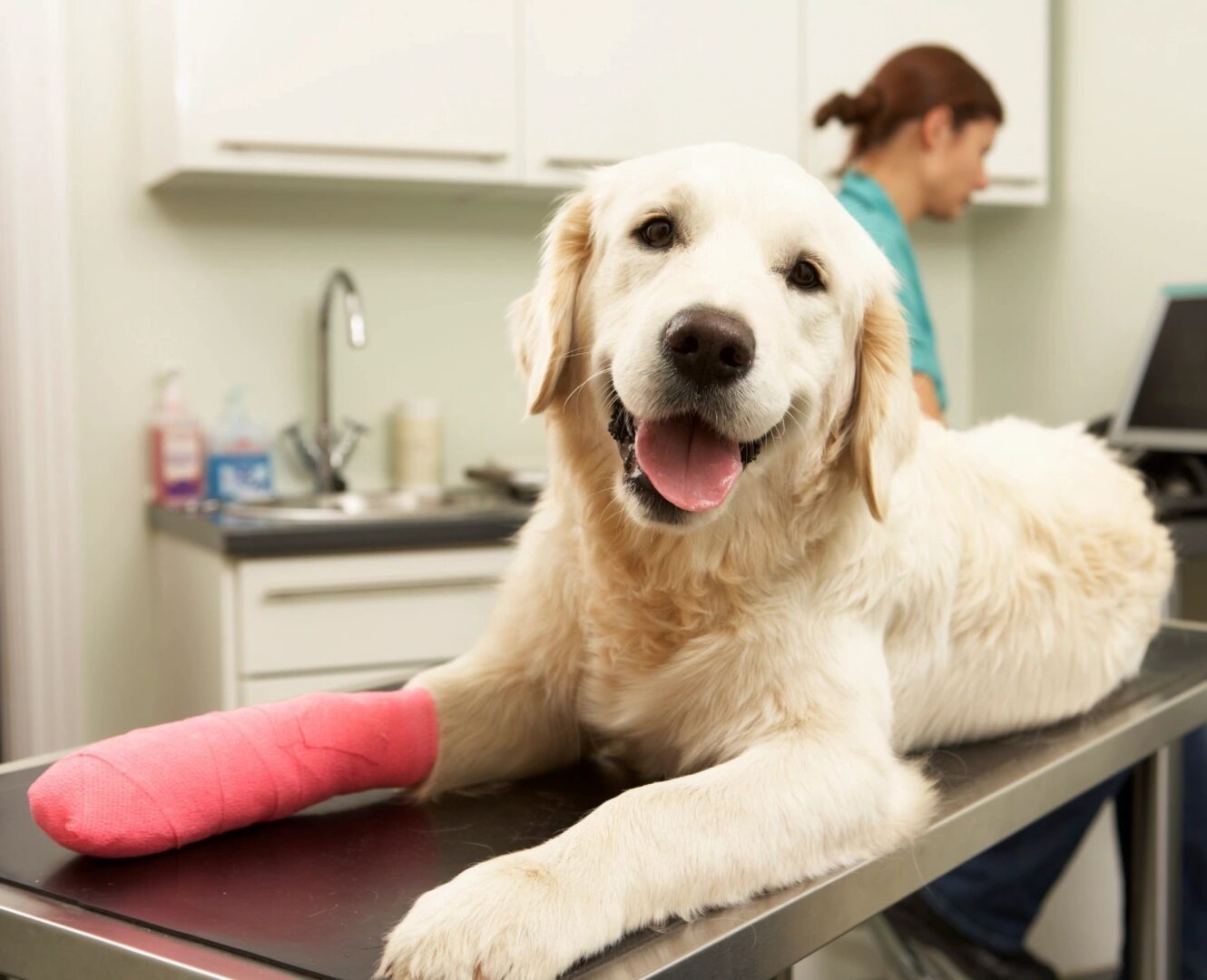 A dog with its leg in plaster on the table.